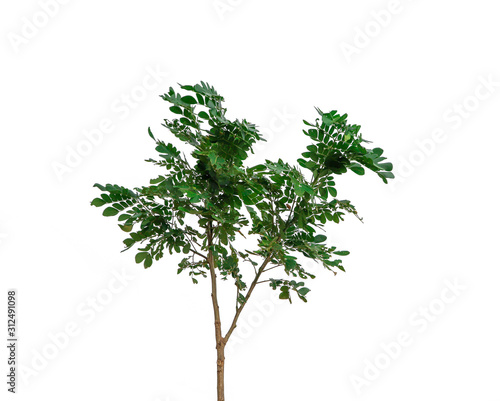 Natural green tree isolated on white background with selective focus