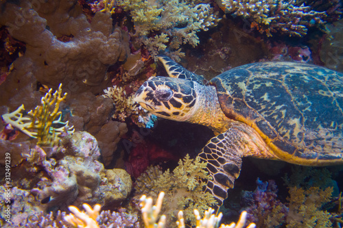 Egyptian Green Sea Turtle (Chelonia mydas) swims through the coral reef of the red sea, egypt deep south