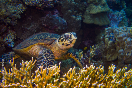 Egyptian Green Sea Turtle (Chelonia mydas) swims through the coral reef of the red sea, egypt deep south © Tobias