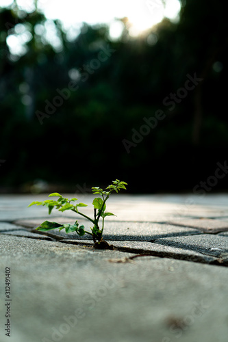 A small tree growing on the footpath and sunlight effect to its in the morning.