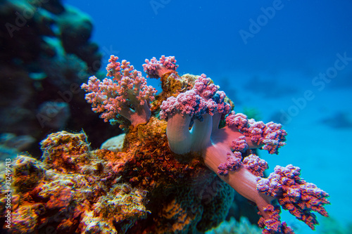 Beautifil coral reefs of the red sea underwater fotographie