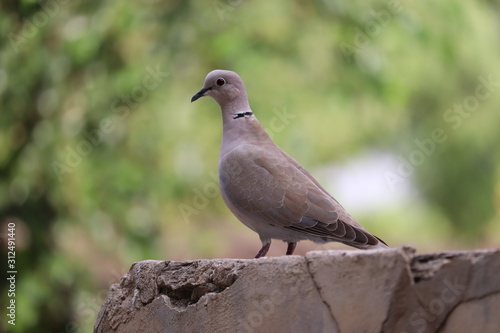 wild morning white dove