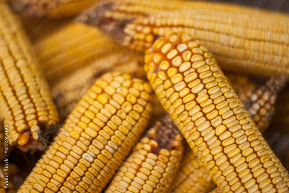Corn texture. Yellow corns as background. Background of bulk of yellow corn grains. Shiny corns. Grains of ripe corn. Corn texture. Yellow corns as background. Background of bulk of yellow corn grains. Shiny corns. Grains of ripe corn.