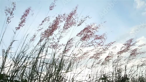 Wind blowing grass flowers with blue sky background