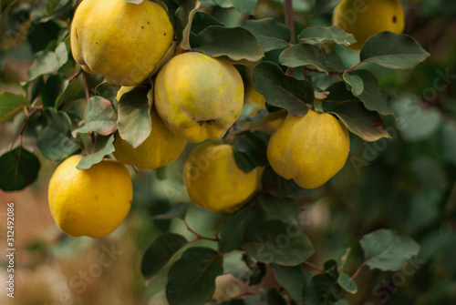 Organic quinces on the tree. Natural agriculture.