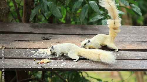 White Squirrel Eating Food