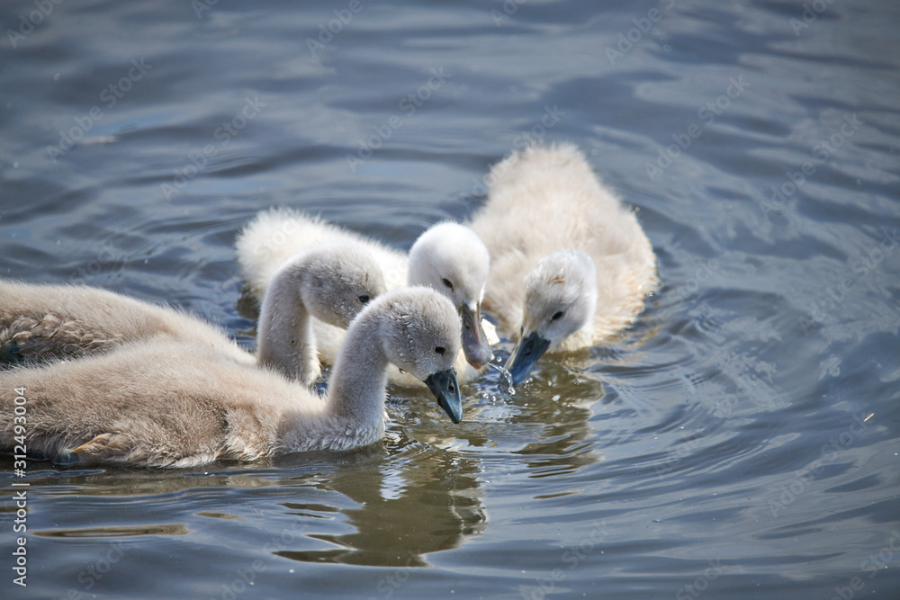 Young white swan chicks and adult swans on a lake in spring in Europe Young white swan chicks and adult swans on a lake in spring in Europe