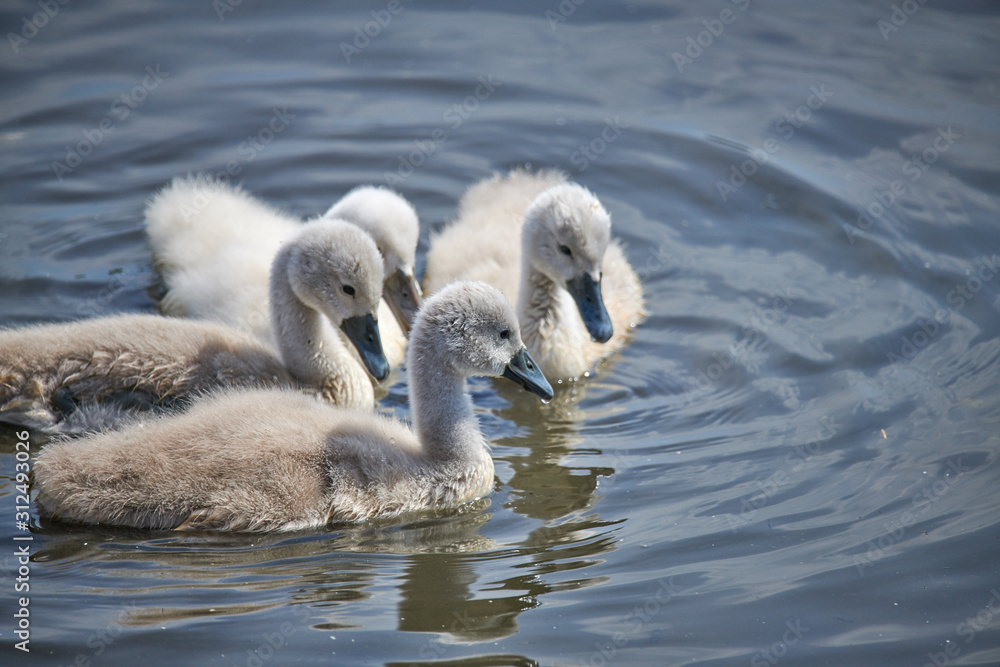 Young white swan chicks and adult swans on a lake in spring in Europe