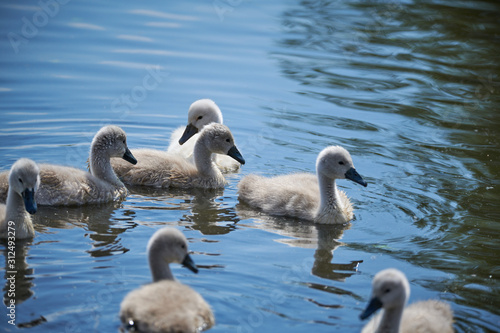 Young white swan chicks and adult swans on a lake in spring in Europe