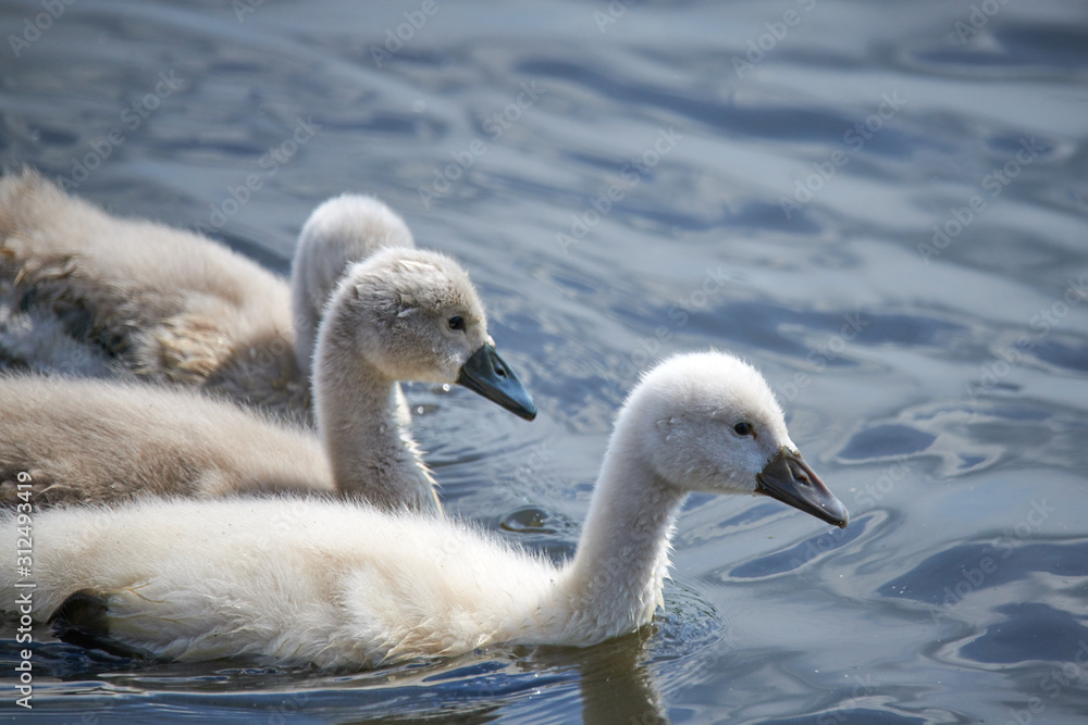 Young white swan chicks and adult swans on a lake in spring in Europe Young white swan chicks and adult swans on a lake in spring in Europe