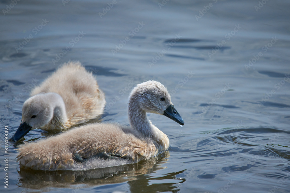 Young white swan chicks and adult swans on a lake in spring in Europe Young white swan chicks and adult swans on a lake in spring in Europe