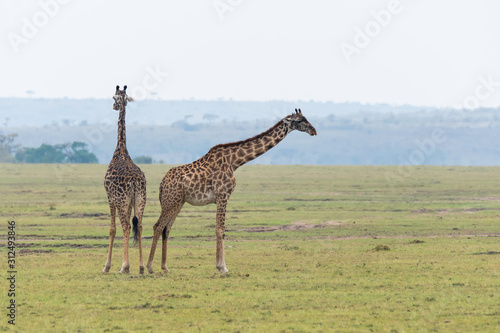 Two Giraffes fighting for a right to mate in the plains of Africa inside Masai Mara National Reserve during a wildlife safari