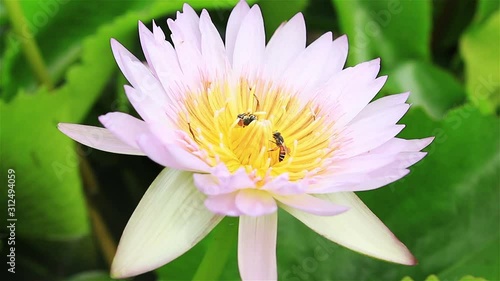 Bees find nectar in water lily