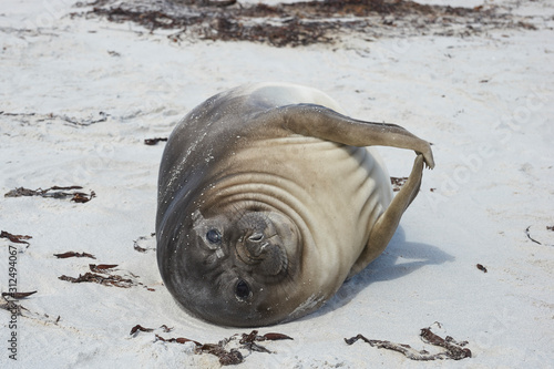 Recently weaned Southern Elephant Seal pup  Mirounga leonina  on the coast of Sea Lion Island in the Falkland Islands.