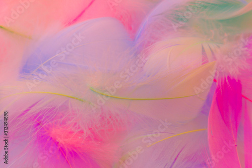 Beautiful abstract blue orange green yellow and purple feathers on white background and soft white pink feather texture on pink theme  colorful background  colorful feather  love valentine day 