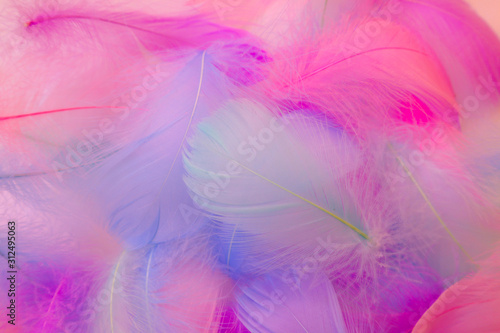Beautiful abstract blue orange green yellow and purple feathers on white background and soft white pink feather texture on pink theme  colorful background  colorful feather  love valentine day 