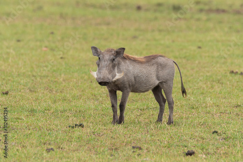 A warthog standing in attention looking intently inside Masai Mara National Reserve during a wildlife safari
