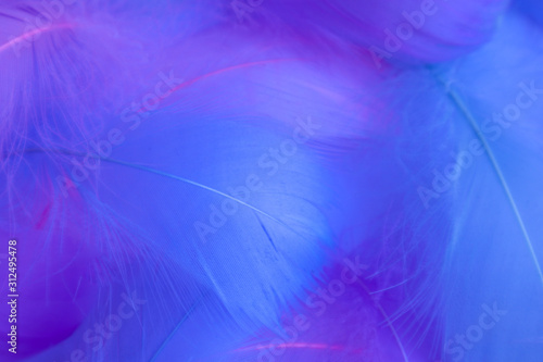 Beautiful abstract purple and blue feathers on white background and soft white pink feather texture on colorful pattern  colorful background  colorful feather