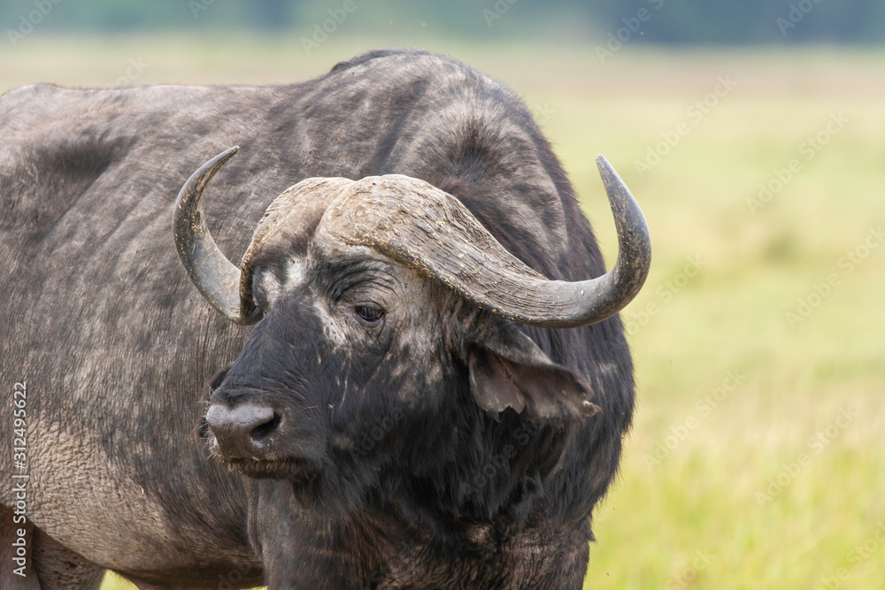 A closeup of Cape buffalo portrait in the plains of Africa inside Masai Mara National Reserve during a wildlife safari A closeup of Cape buffalo portrait in the plains of Africa inside Masai Mara National Reserve during a wildlife safari