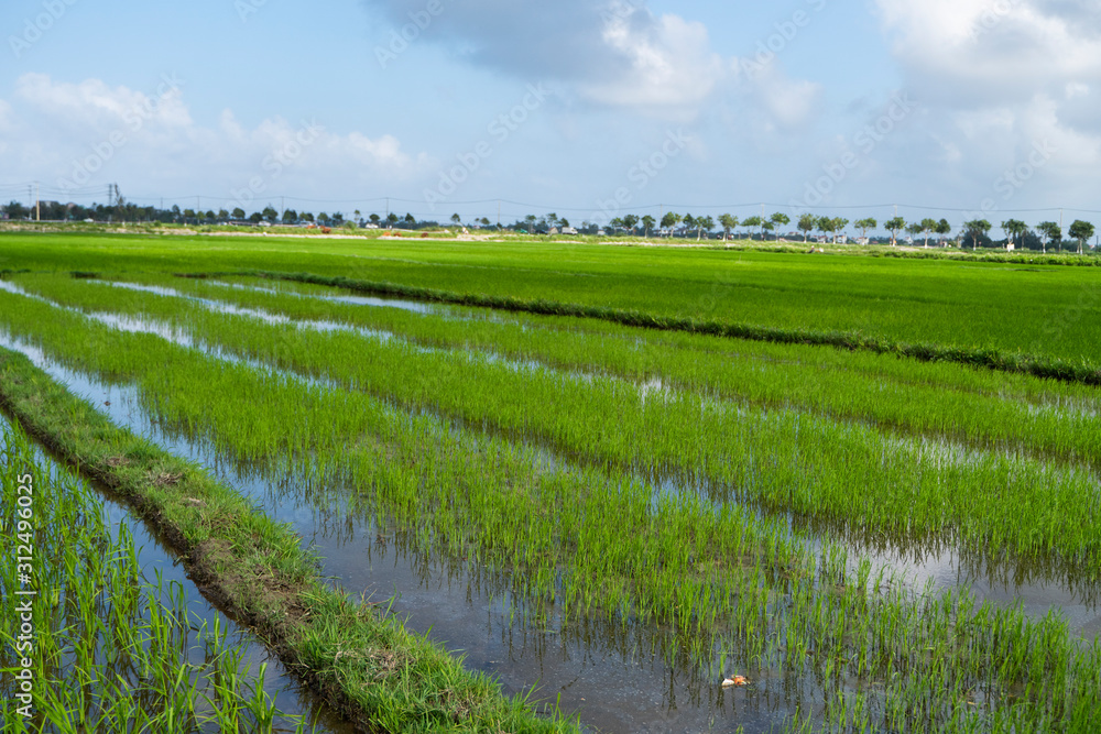 Fototapeta premium Green rice field in a daylight. Harvest of rice. Beautiful terraces of rice field in water season and Irrigation. Agriculture.