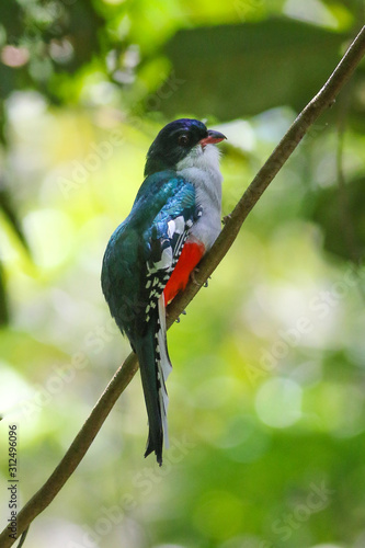 Trogon (Priotelus temnurus) the Cuban national bird photo