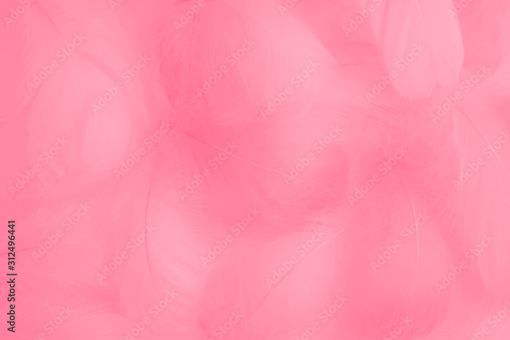 Beautiful abstract colorful white and pink feathers on white background and soft white red feather texture on pink pattern, pink background