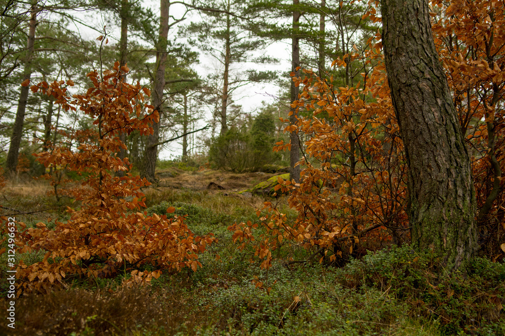 A photograph from inside of the forest where you can see both deciduous trees and pine A photograph from inside of the forest where you can see both deciduous trees and pine