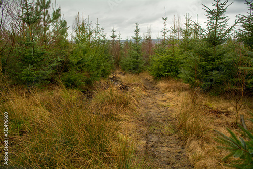 A planting of small fir trees inside the forest
