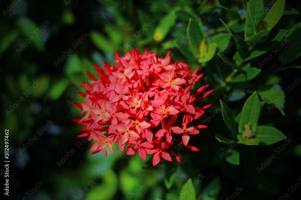 Small red flowers bloom with green leaves background Small red flowers bloom with green leaves background