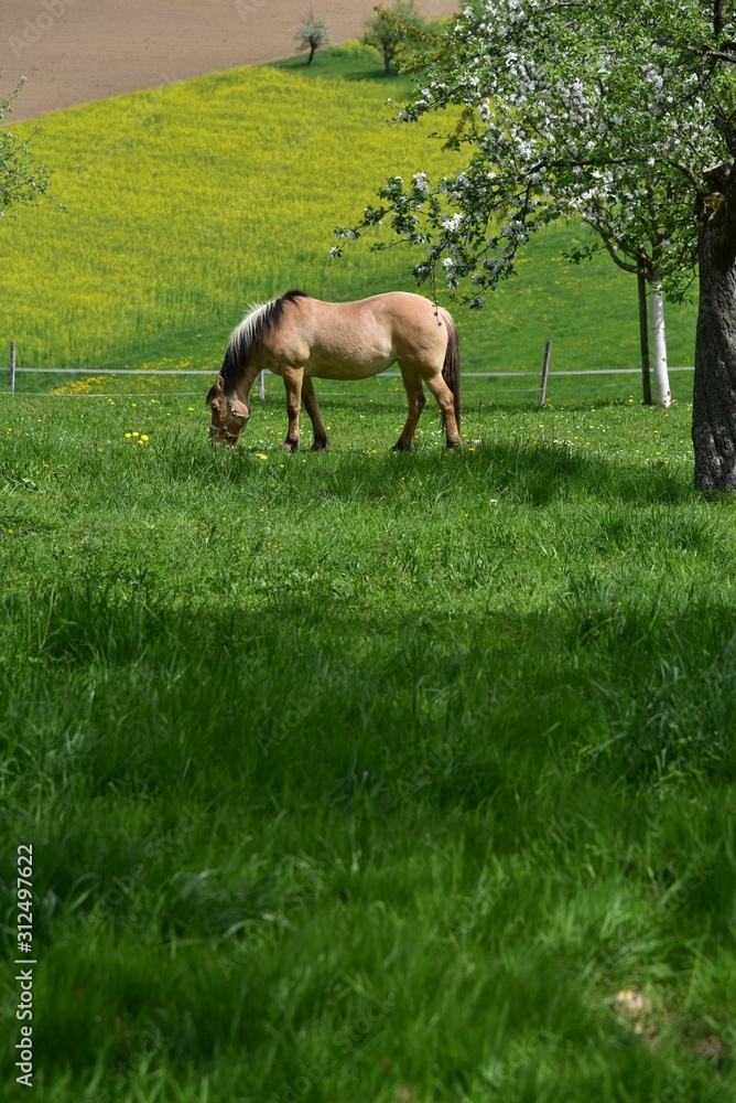 Pferd im Schwarzwald - Horse in springtime