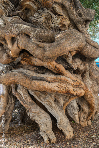 olive tree bark