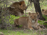 Large Male Lion and Female Lion in Etosha, Namibia