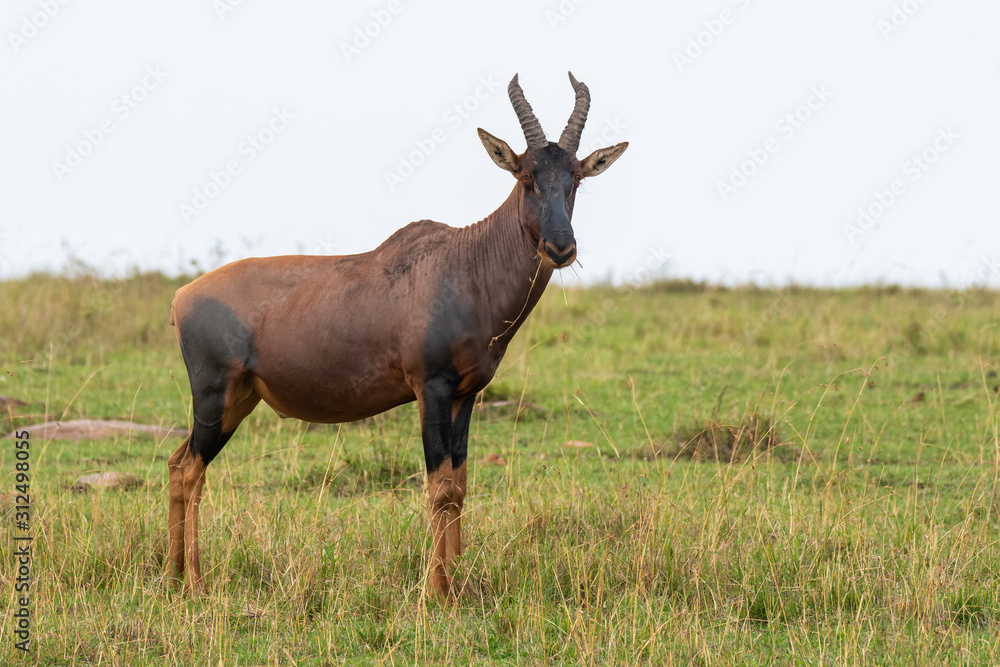 An african topi in the plains inside Masai Mara National Reserve during a wildlife safari An african topi in the plains inside Masai Mara National Reserve during a wildlife safari