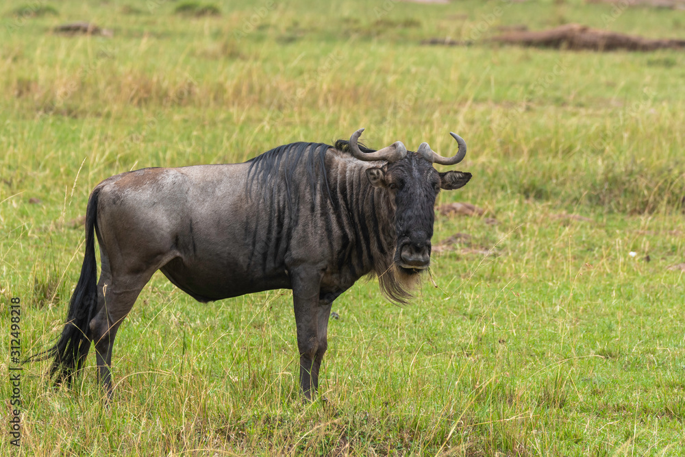 A herd of wildebeest in migration in the plains of Masai Mara National Reserve during a wildlife safari A herd of wildebeest in migration in the plains of Masai Mara National Reserve during a wildlife safari