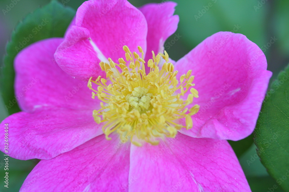 Colorful Flower Close Up Macro Colorful Flower Close Up Macro