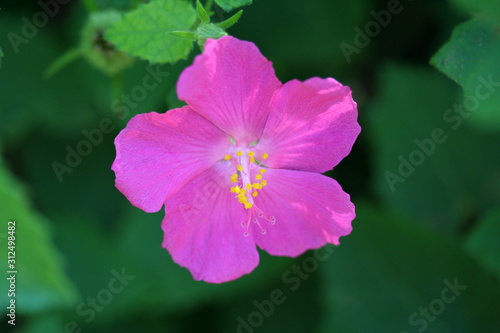 Colorful Flower Close Up Macro