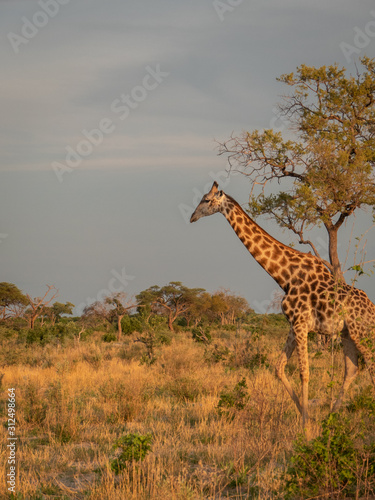 Giraffe in Savuti, Botswana