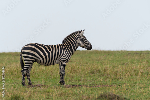 A herd of Zebras grazing in the grasslands inside Masai Mara National Reserve during a wildlife safari