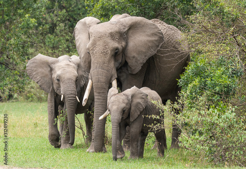 Canvas Print An elephant family with its calf grazing in the plains of Africa inside Masai Ma