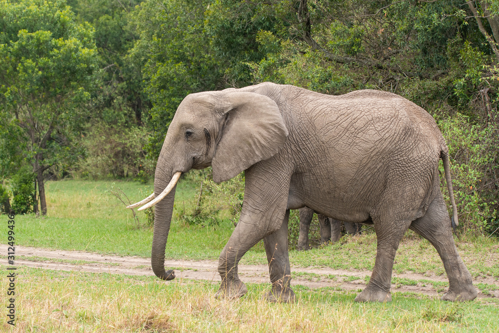 A baby elephant grazing in the plains of Africa inside Masai Mara National Reserve during a wildlife safari