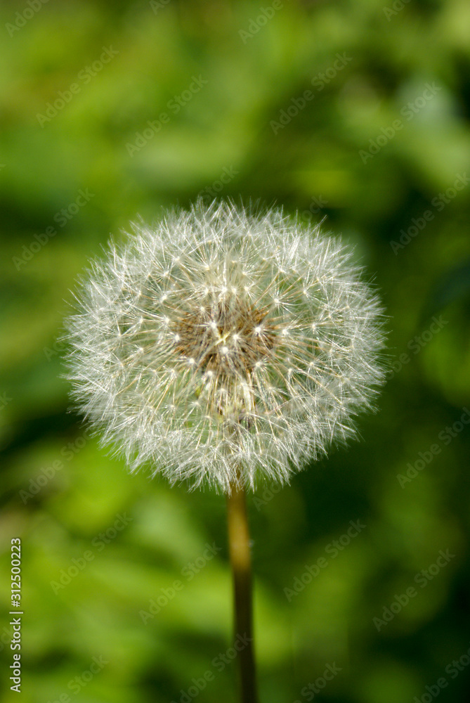 Fototapeta premium Dandelion flower with fluffy seeds.
