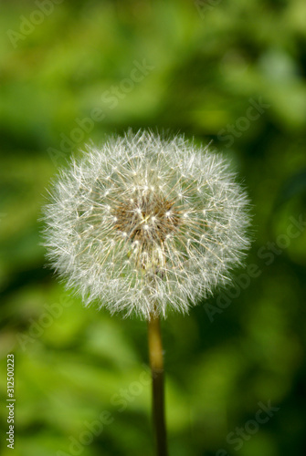Dandelion flower with fluffy seeds.