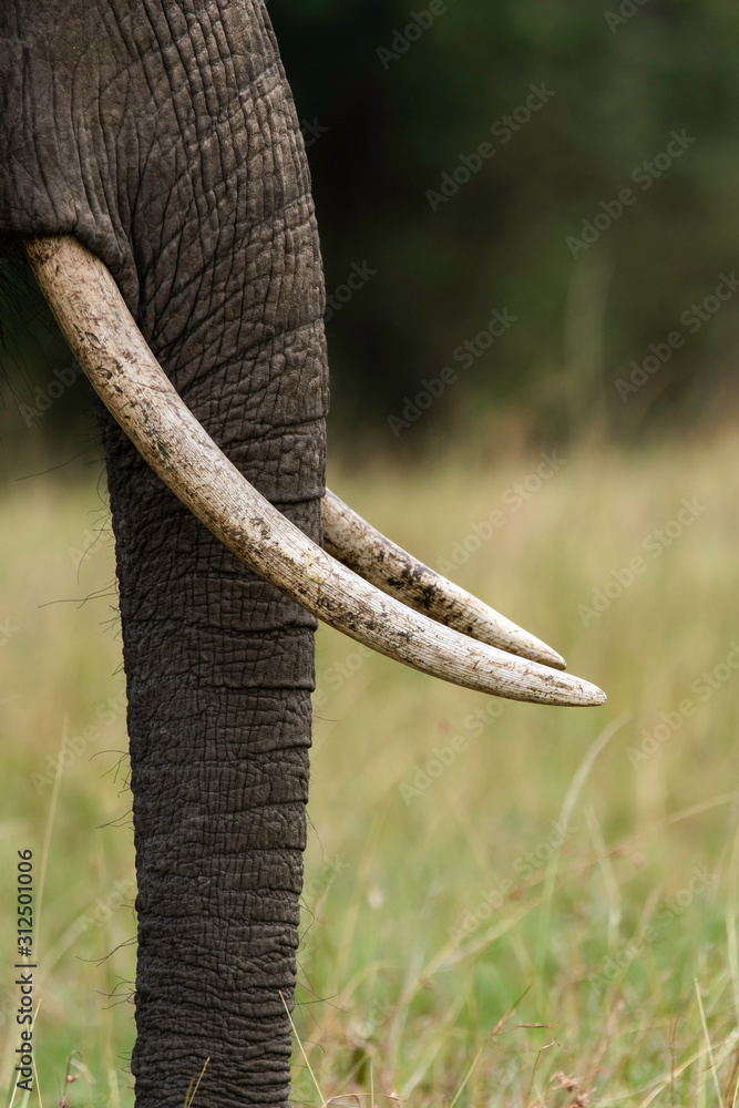 A closeup of elephant trunk while the herd was grazing in the plains of Africa inside Masai Mara National Reserve during a wildlife safari