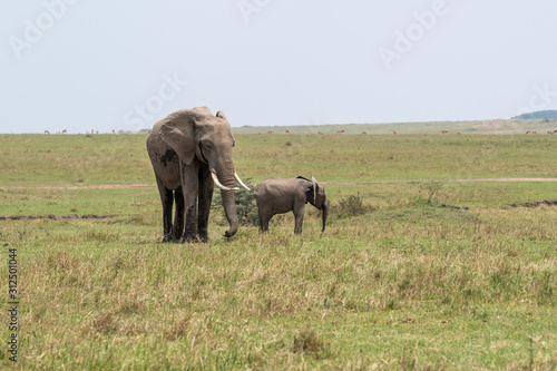 An elephant family with its calf grazing in the plains of Africa inside Masai Mara National Reserve during a wildlife safari