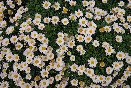 Daisies or flowering daisies. Flowers and leaves spring flowers of this perennial plant with white leaves and the external flowers are ligulate, white and the internal ones are yellow photo