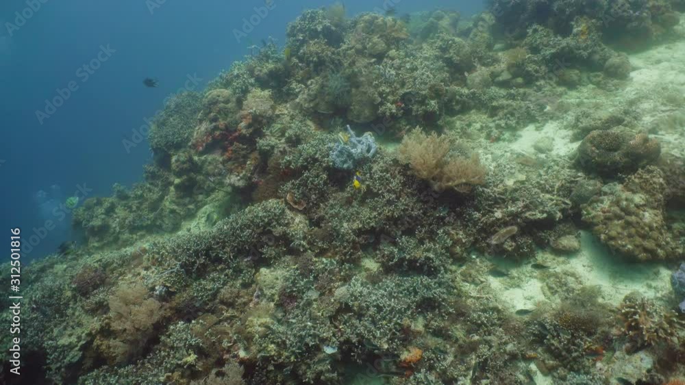Tropical coral reef seascape with fishes, hard and soft corals. Underwater video. Camiguin, Philippines. Tropical coral reef seascape with fishes, hard and soft corals. Underwater video. Camiguin, Philippines.