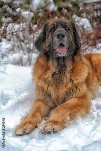 Leonberger on a background of a snowy winter forest © Evdoha