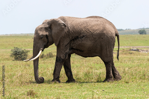 A baby elephant grazing in the plains of Africa inside Masai Mara National Reserve during a wildlife safari