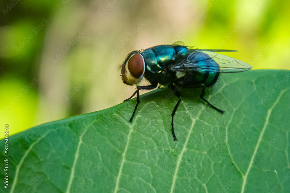Blow fly (Calliphoridae) sits on a leaf Blow fly (Calliphoridae) sits on a leaf