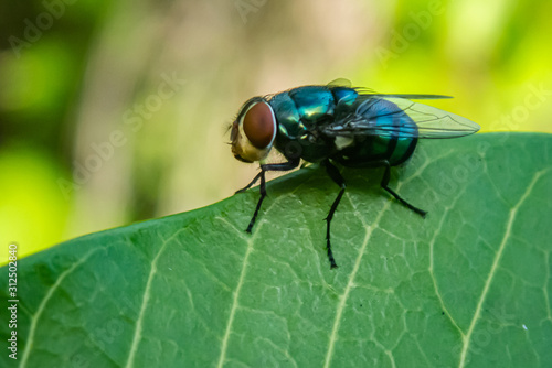 Blow fly (Calliphoridae) sits on a leaf